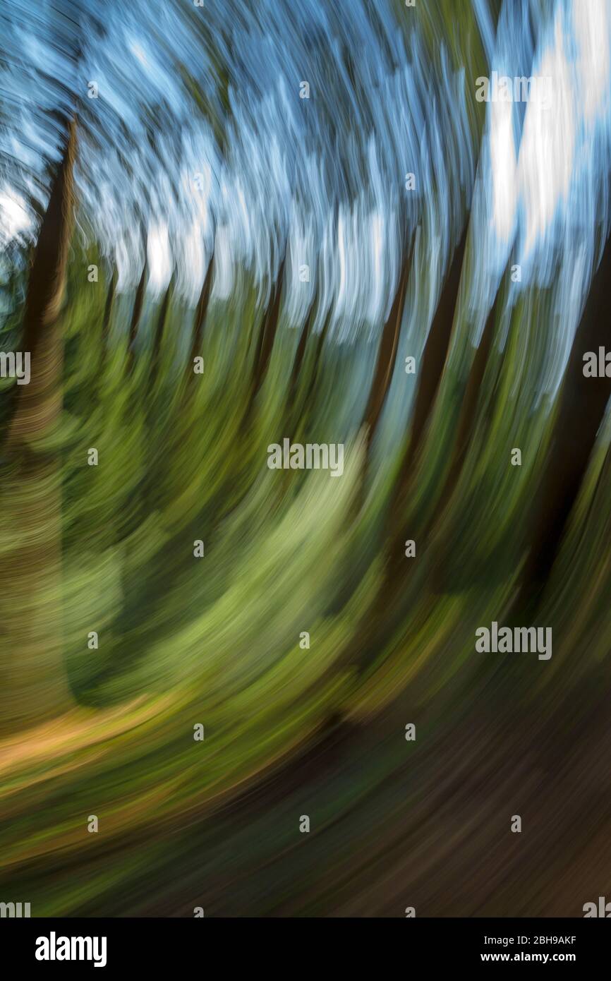 Germany, Baden-Wurttemberg, forest, abstract, photography Stock Photo