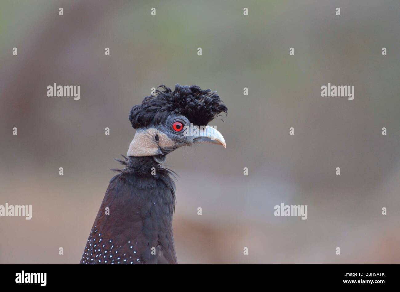 Crested Guineafowl in Mkhuze Game Reserve, KwaZulu Natal, South Africa. Stock Photo