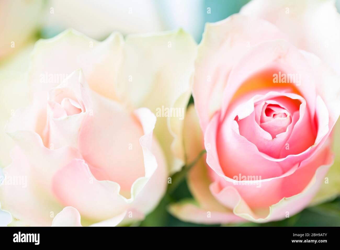 Two rosebuds pastel pink color close-up Stock Photo