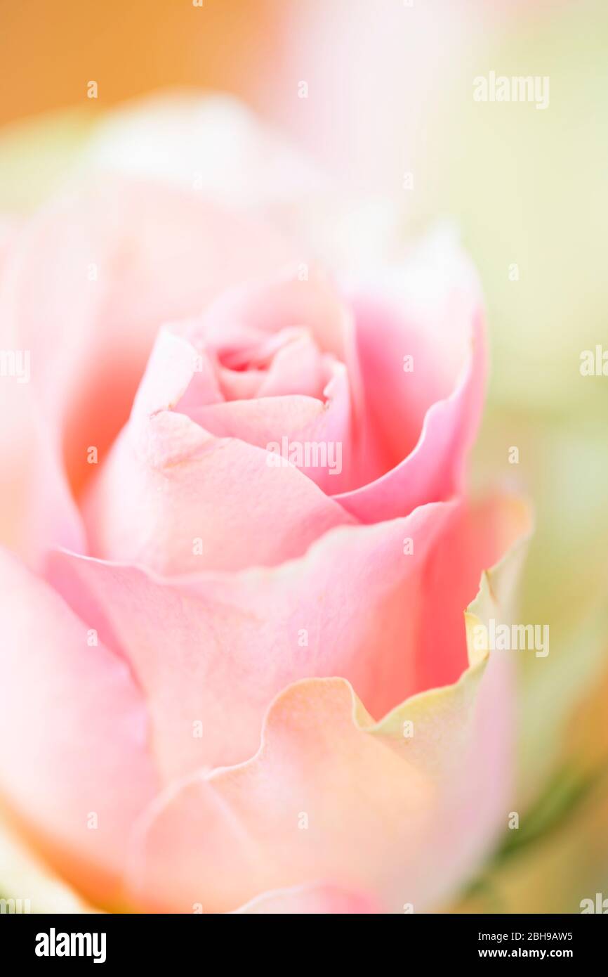 rosebud, pastel pink color, close-up Stock Photo