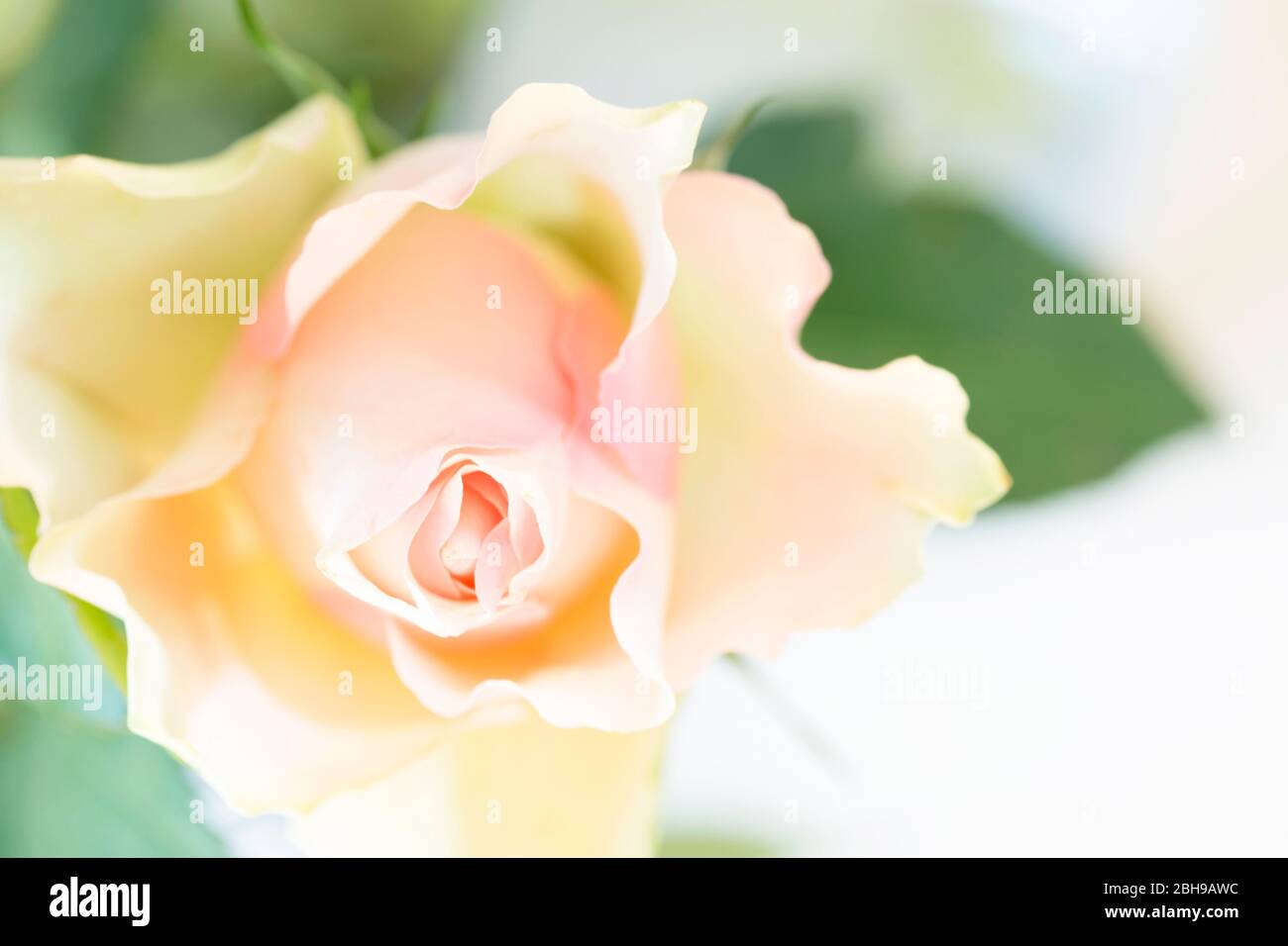 rosebud, pastel pink color, close-up Stock Photo