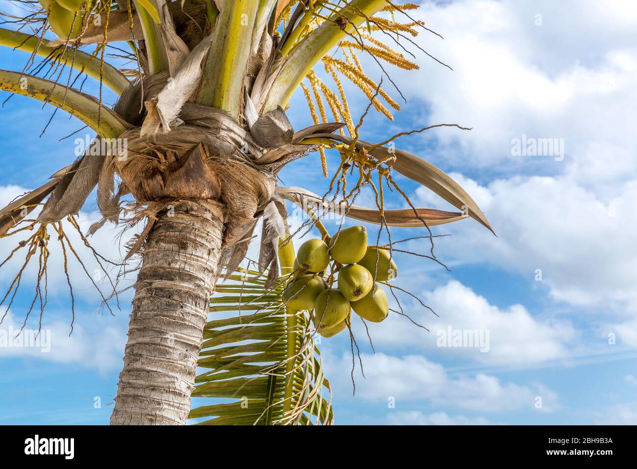 Coconut Plame, Pirate's Cove Zipline and Water Park, Freeport, Grand Bahama, Bahamas, Caribbean, Atlantic, Central America Stock Photo