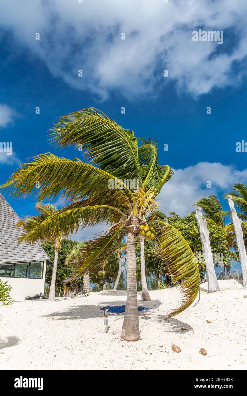 Coconut Palm, Pirate's Cove Beach Zipline and Water Park, Freeport, Grand Bahama, Bahamas, Caribbean, Atlantic Ocean, Central America Stock Photo