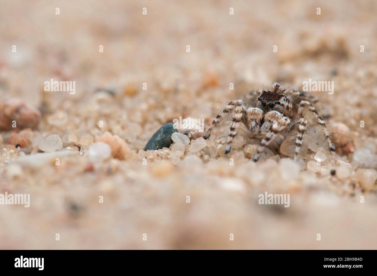 jumping spider, Yllenus arenarius, male sitting in the sand, Brandenburg, Germany Stock Photo