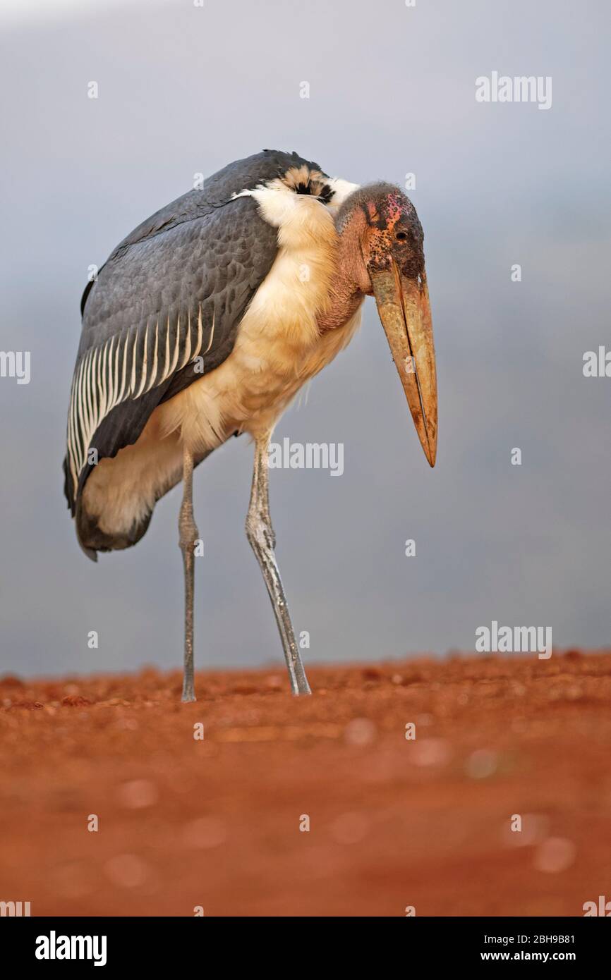 Marabou stork (Leptoptilos crumeniferus), KwaZulu-Natal, South Africa Stock Photo