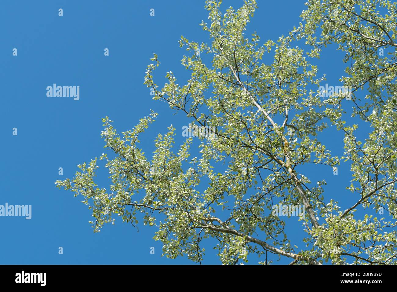 White poplar tree (Populus alba, also called silver poplar) in Spring with new leaves, UK Stock Photo