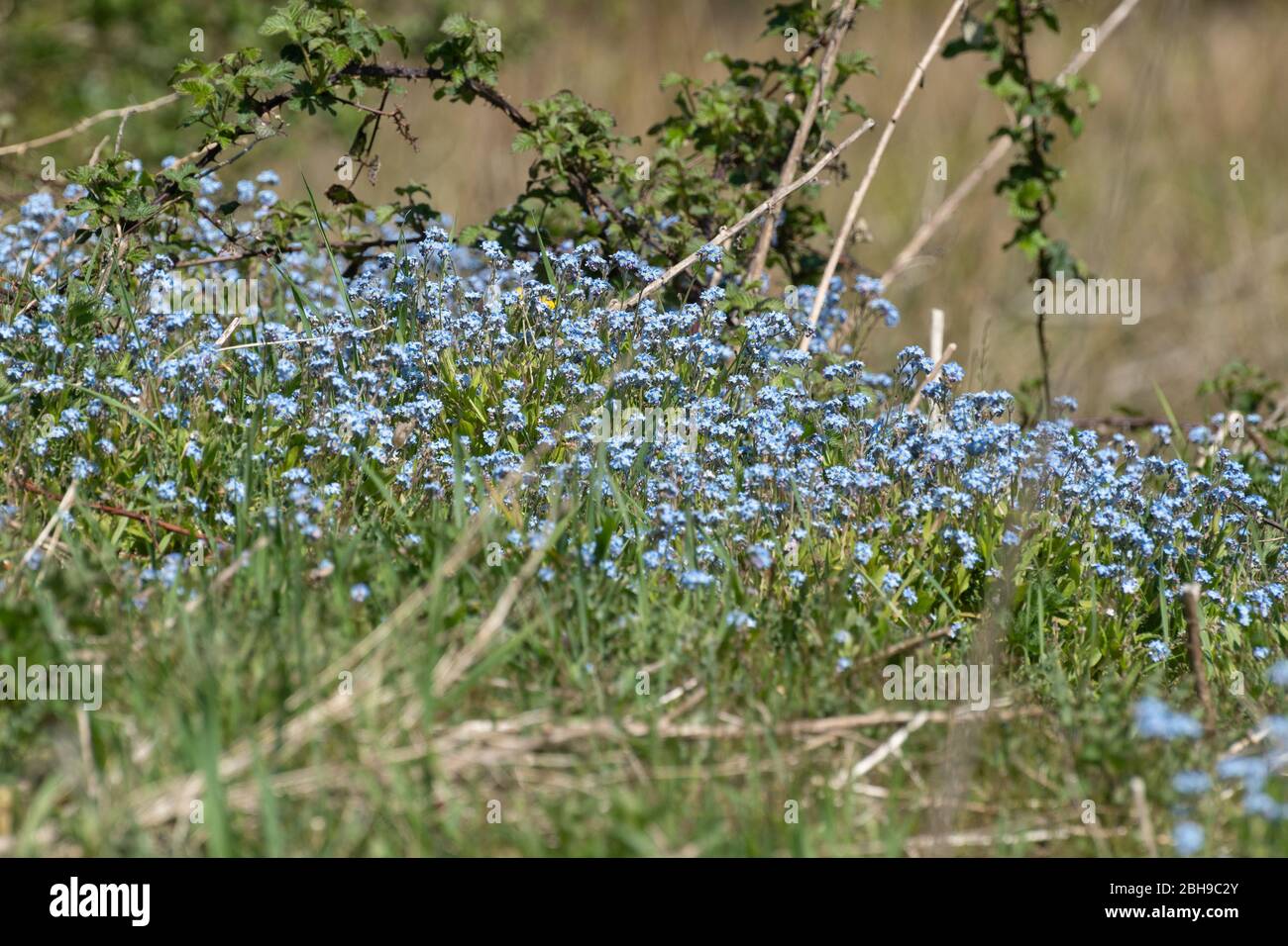 Patch of forget-me-nots, forget-me-not flowers, Myosotis, spring, UK Stock Photo