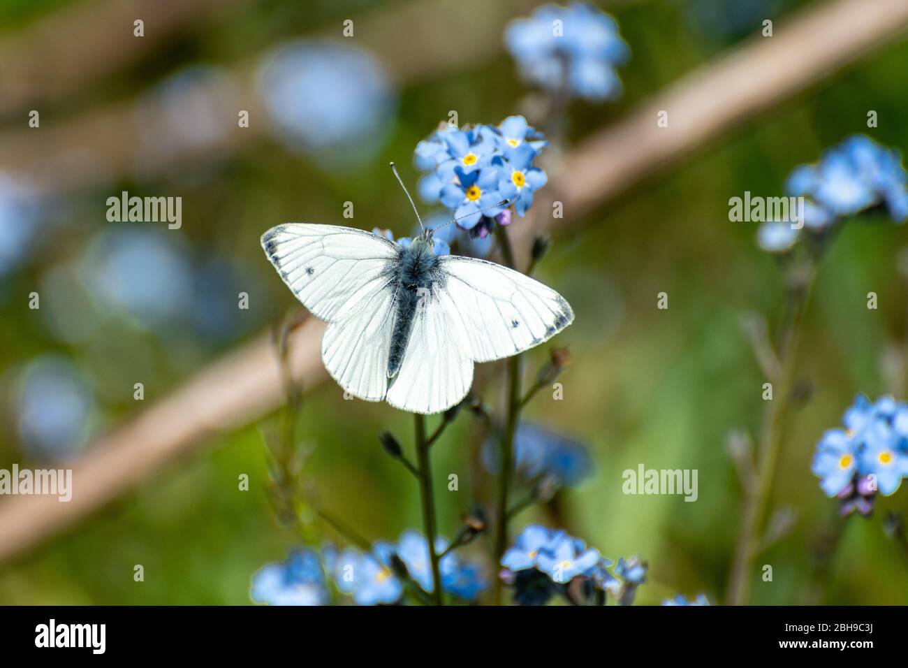 Green-veined white butterfly (Pieris napi) nectaring on a blue forget-me-not flower (Myosotis) during April, UK Stock Photo