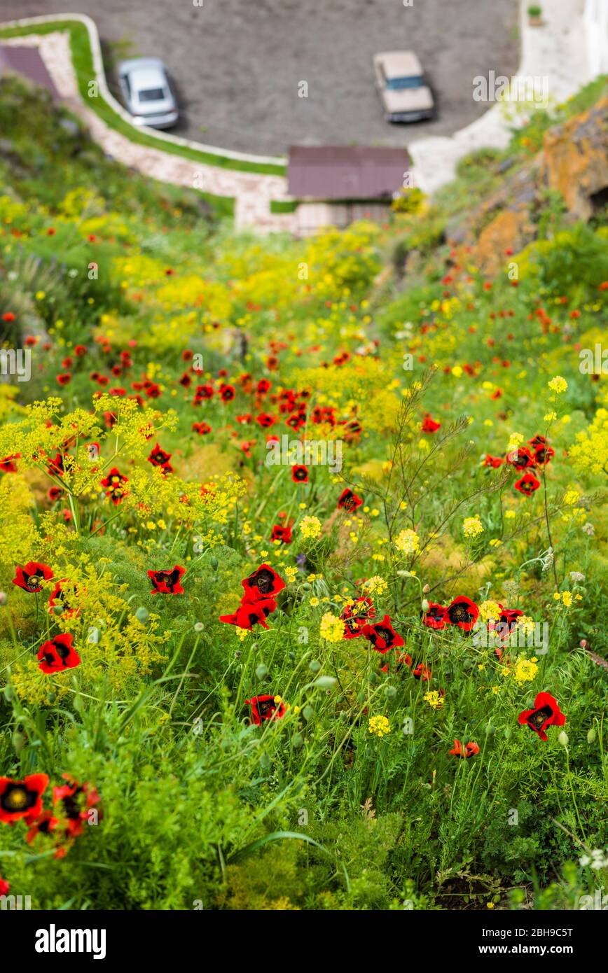 Armenia, Lake Sevan, Sevan, Sevanavank Peninsula, field of poppies Stock Photo