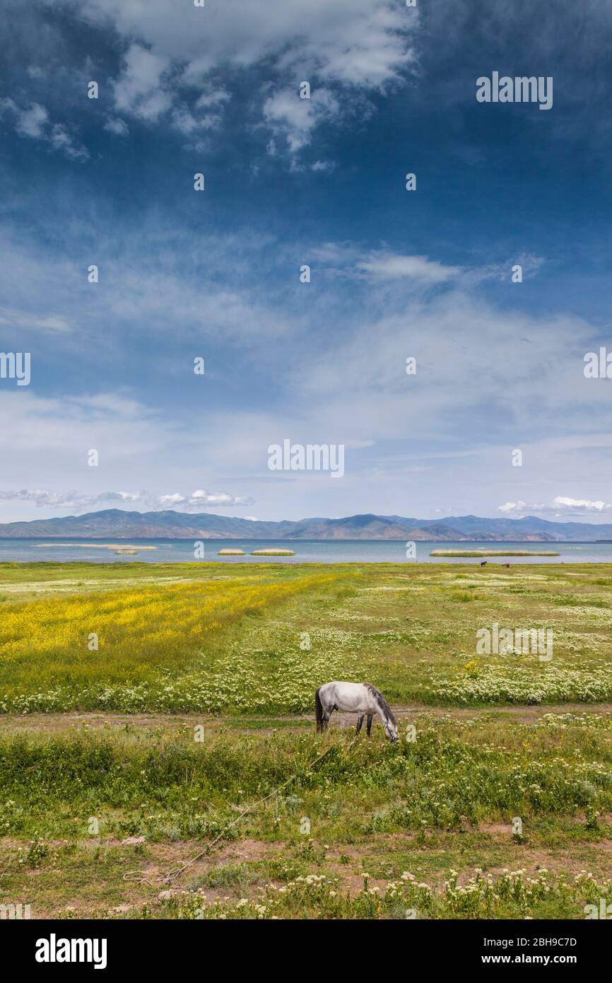 Armenia, Lake Sevan, Noraduz, lake view with horse Stock Photo