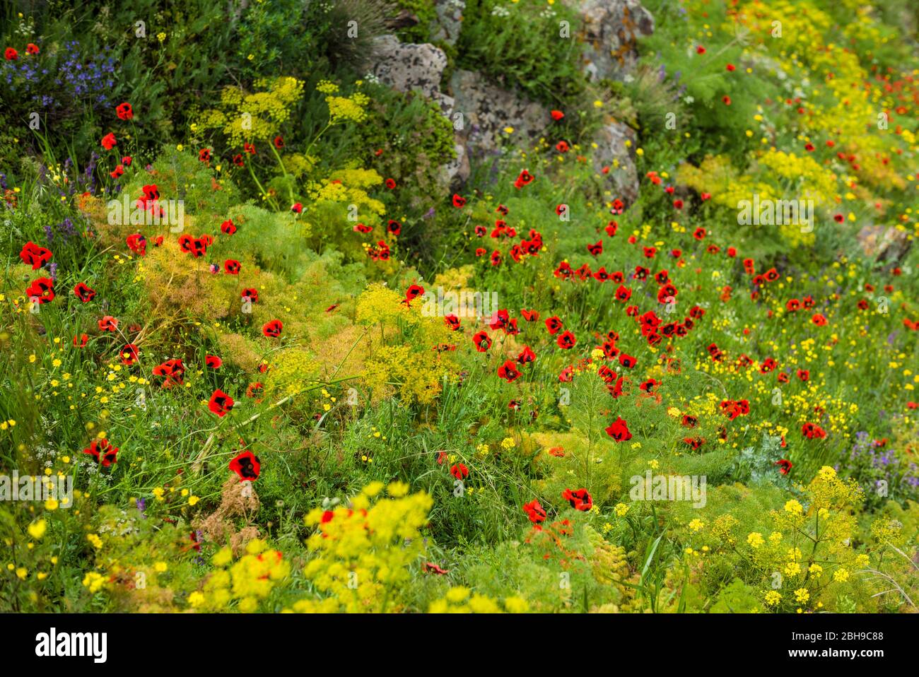 Armenia, Lake Sevan, Sevan, Sevanavank Peninsula, field of poppies Stock Photo