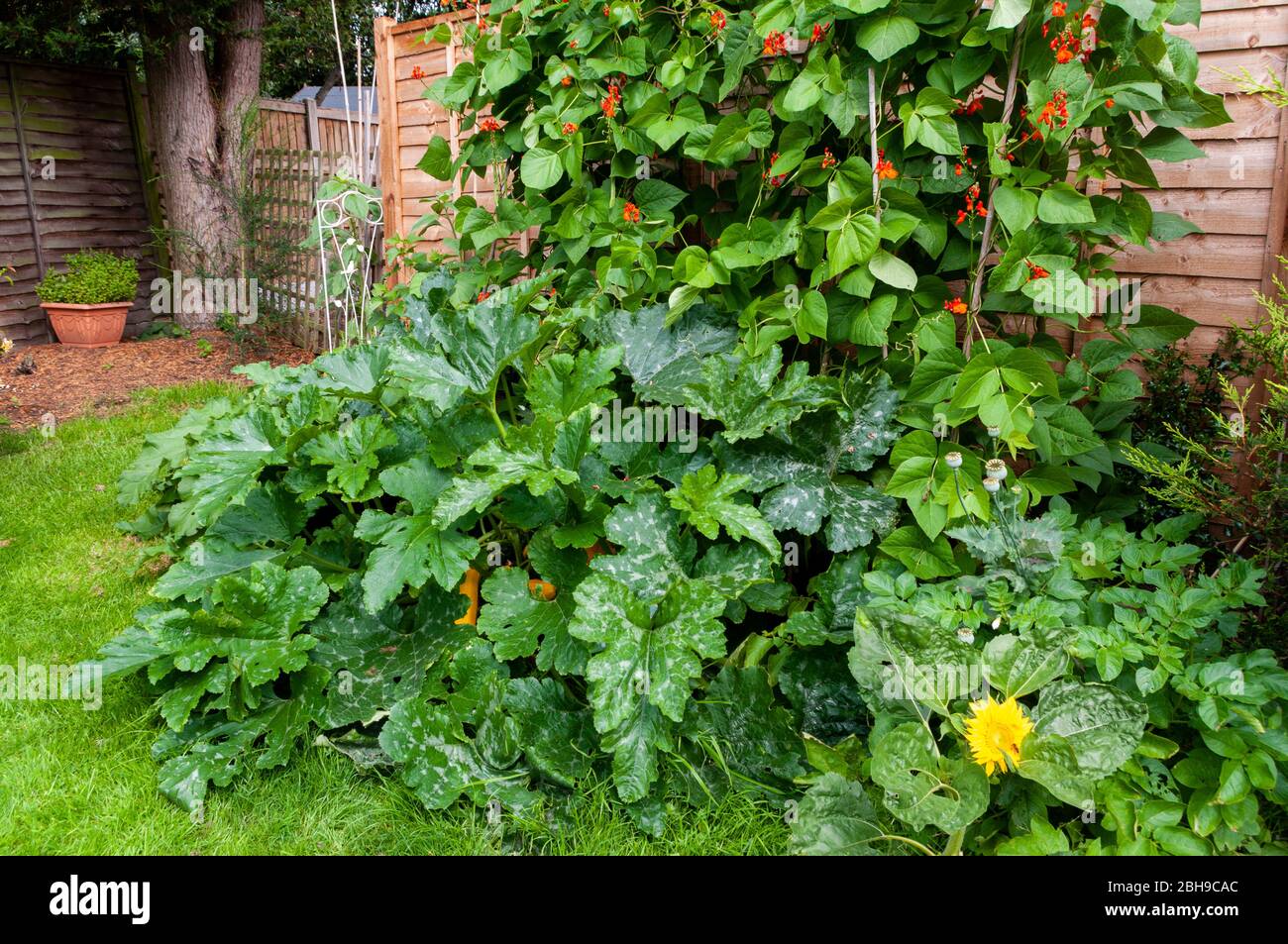 Courgette plants growing with runner beans in vegetable plot. Stock Photo