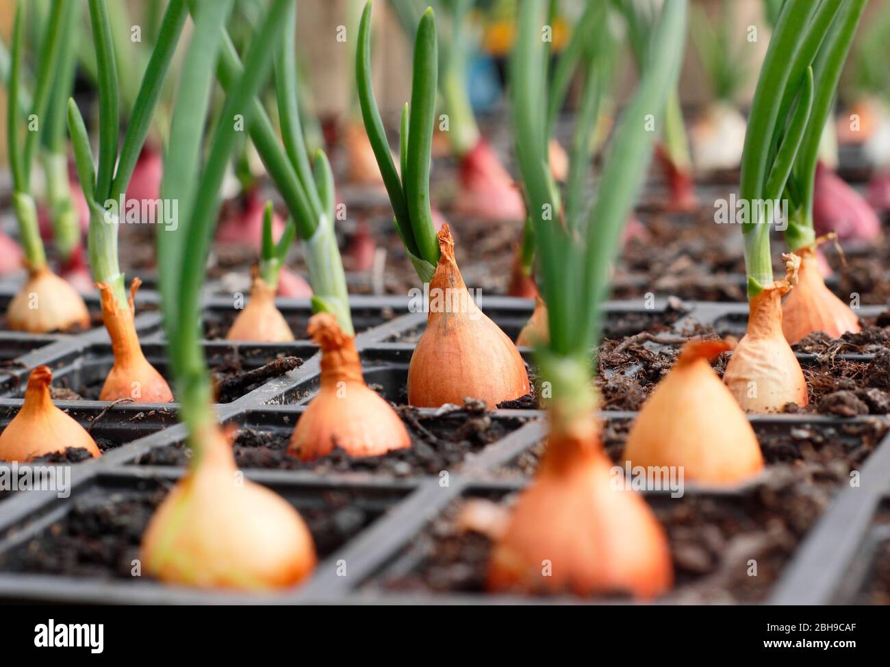 Onions modules hires stock photography and images Alamy