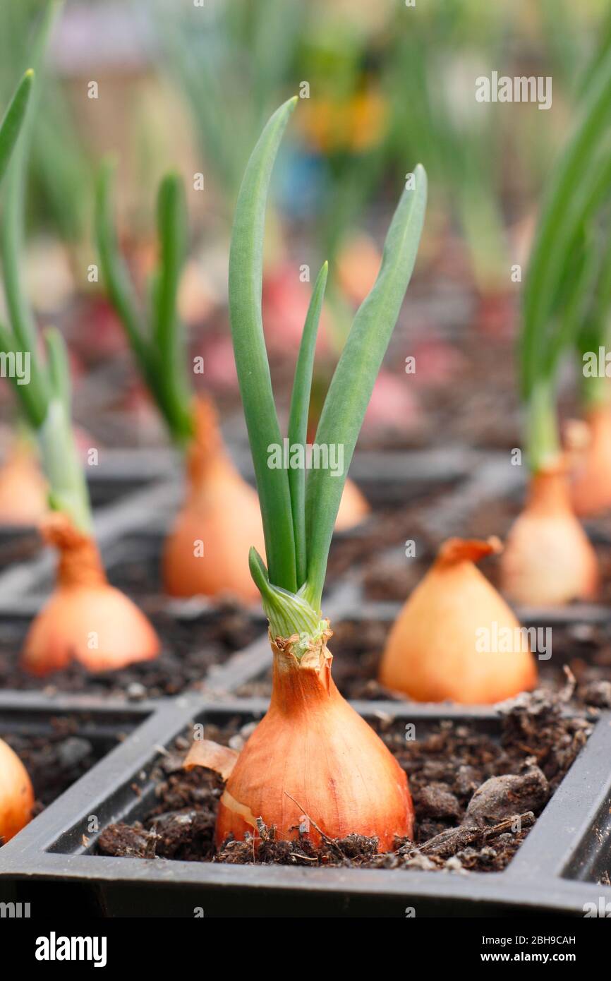 Planting onion modules hires stock photography and images Alamy