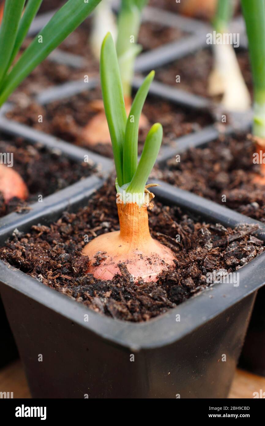 Allium cepa 'Stuttgarter Giant' . Onion set planted in modular