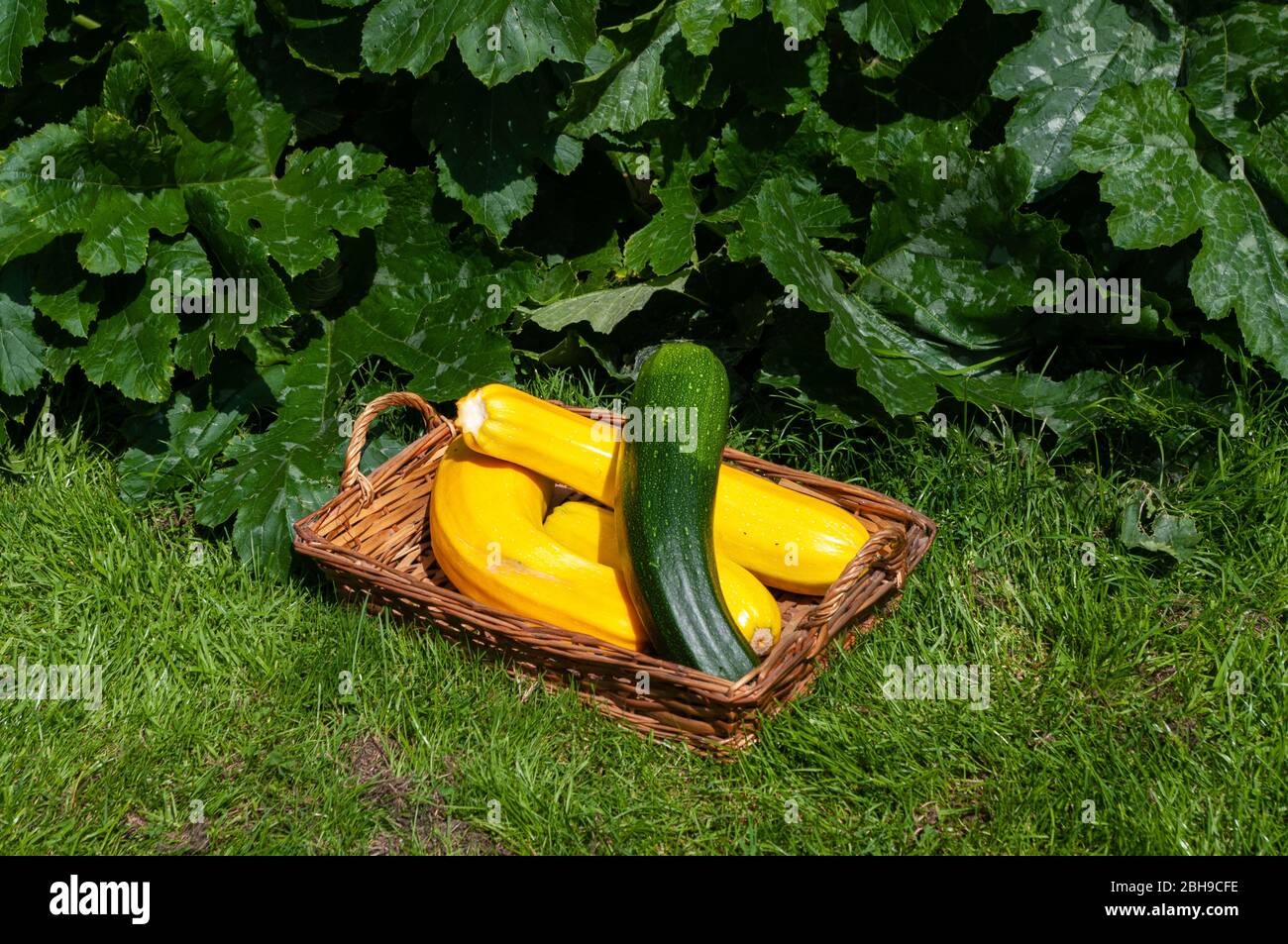 Yellow and green courgettes grown to marrow size in basket in front of growing courgette plants. Stock Photo