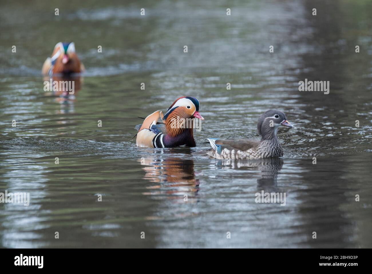 Swimming pair of Mandarin (Aix galericulata) Stock Photo