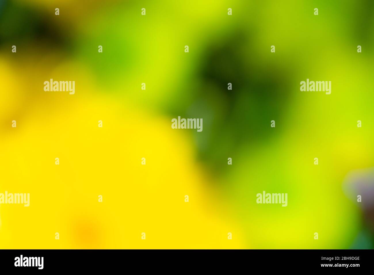 An abstract shot of flowers showing bright and vibrant colours Stock Photo