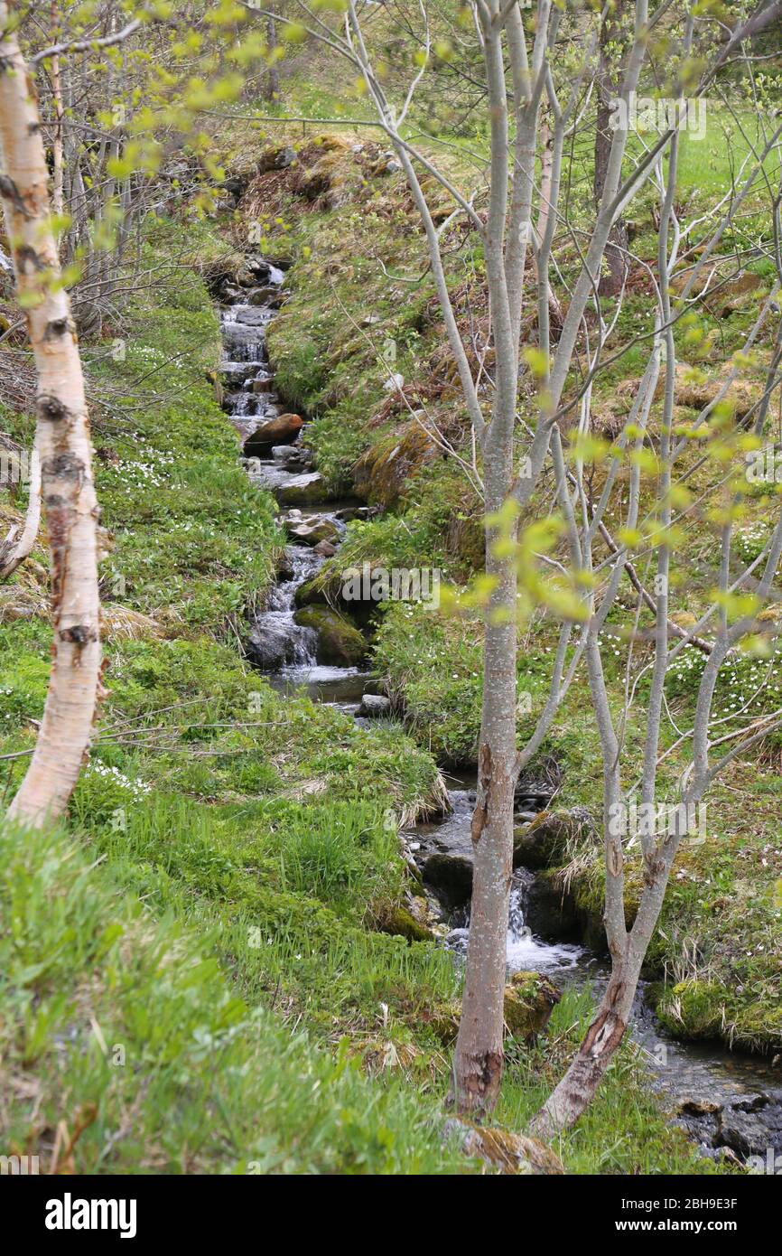 Tiny stream in Norwegian valley Stock Photo