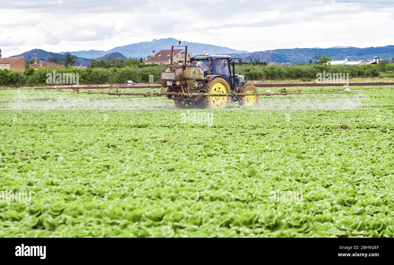 Tractor spraying pesticide, pesticides or insecticide spray on lettuce or iceberg field. Pesticides and insecticides on agricultural field in Spain. W Stock Photo