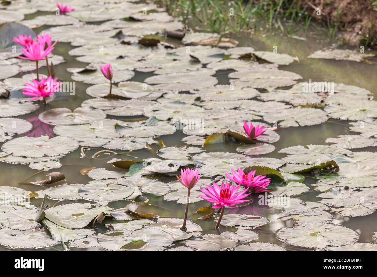 Cambodia, Angkor, Banteay Srei Temple, flowers in the temple moat Stock Photo