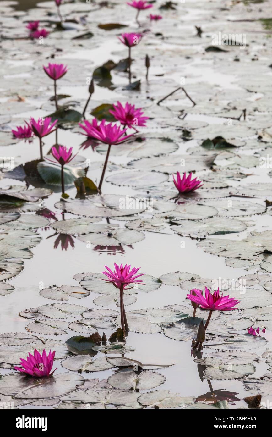 Cambodia, Angkor, Banteay Srei Temple, flowers in the temple moat Stock Photo