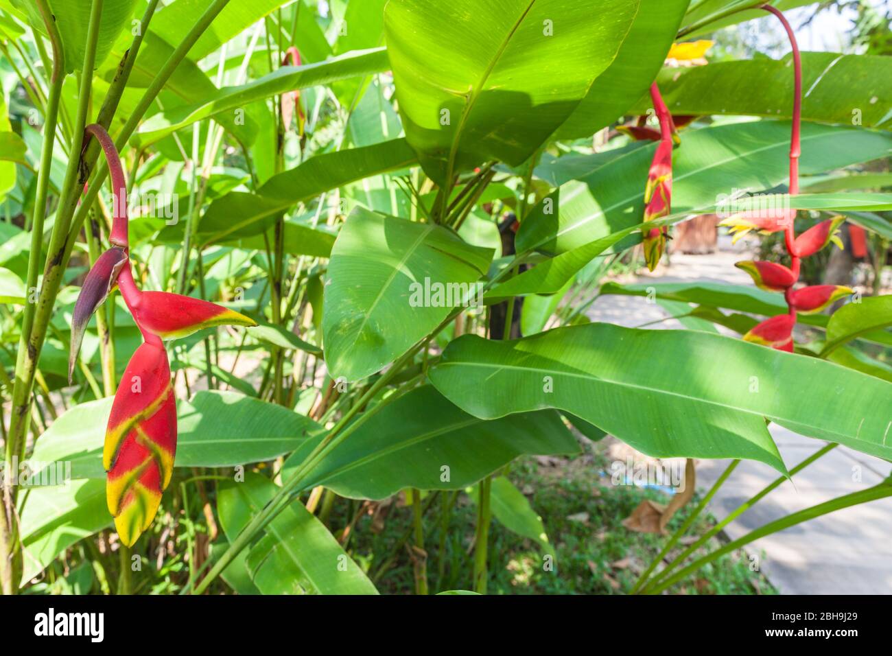 Cambodia, Battambang, Wat Kor Village, Heliconia flower, Heliconiaceae Stock Photo