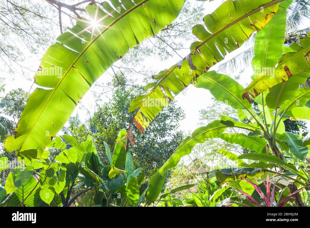 Cambodia, Battambang, Wat Kor Village, tropical walkway Stock Photo