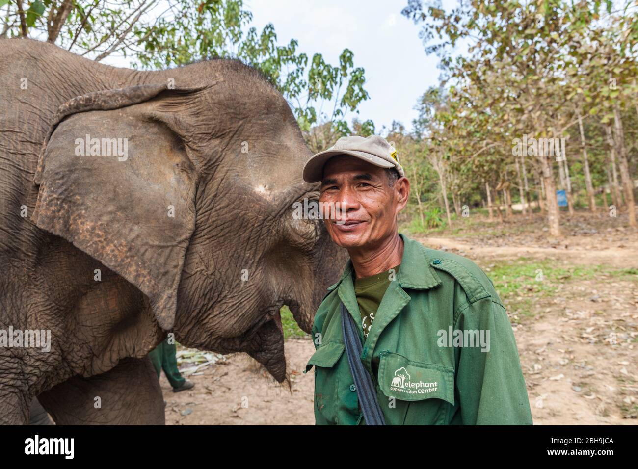 Laos, Sainyabuli, Elephant Conservation Center, Asian elephant, elephas maximus, and mahout, MR-LAO-ECC-18-004 Stock Photo