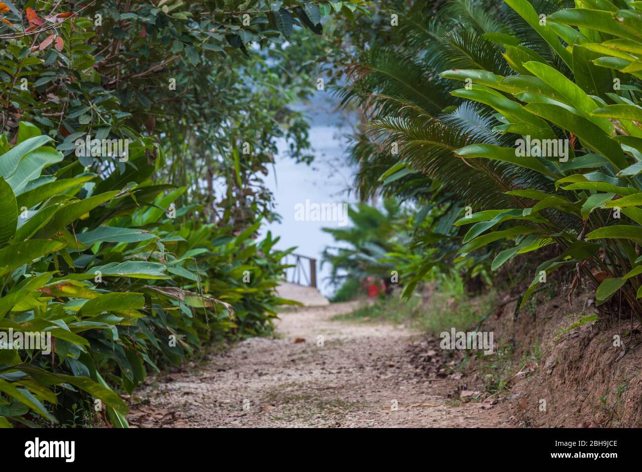 Laos, Sainyabuli, Elephant Conservation Center, walkway and tropical plants Stock Photo