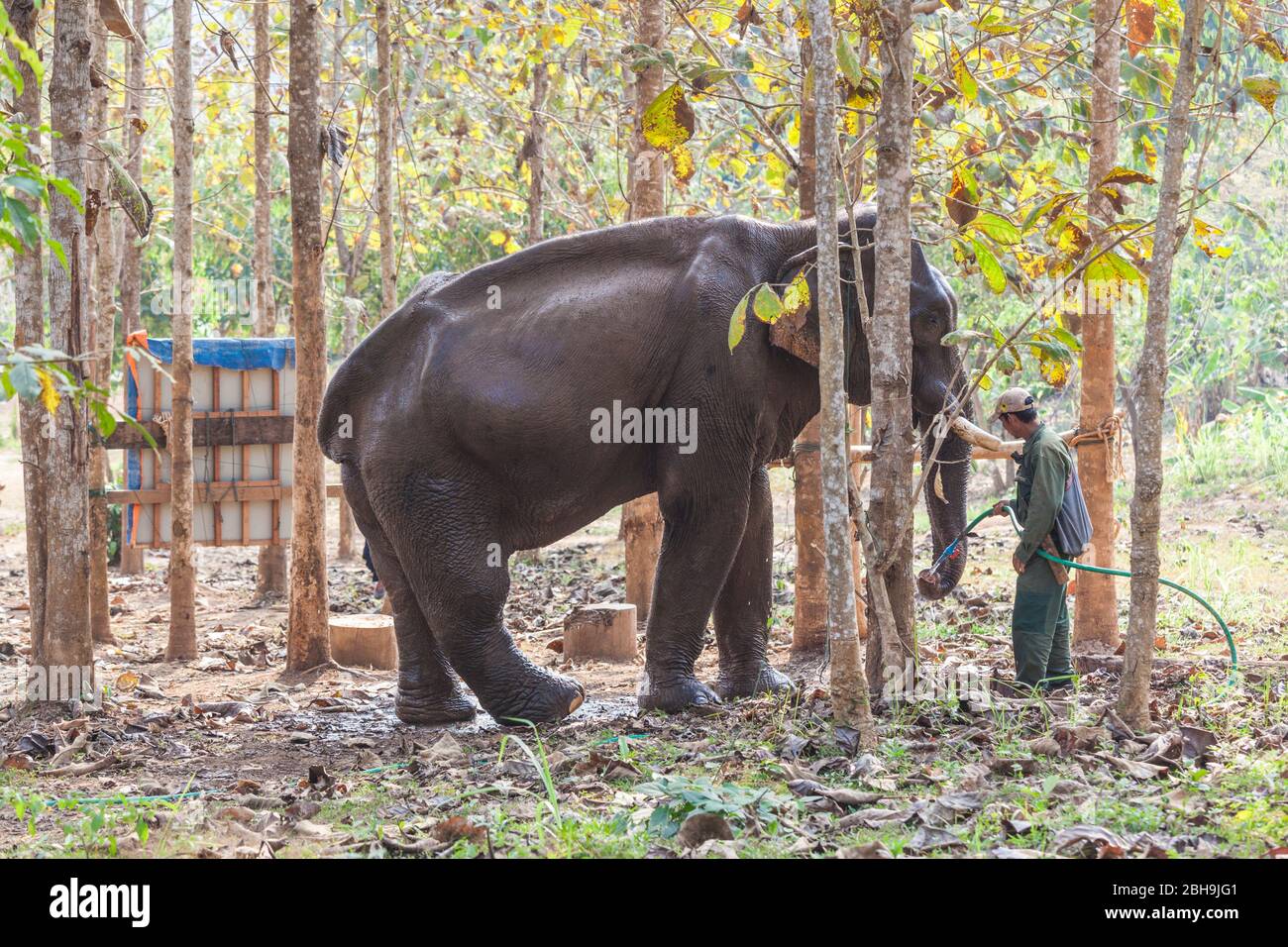 Laos, Sainyabuli, Elephant Conservation Center, Asian Elephant, elephas maximus, and mahouts, ER Stock Photo