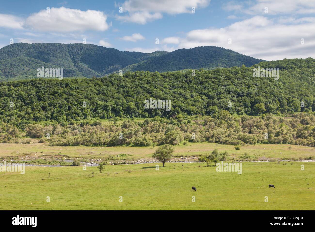 Nagorno Karabakh Republic, Knehen, landscape with cows Stock Photo