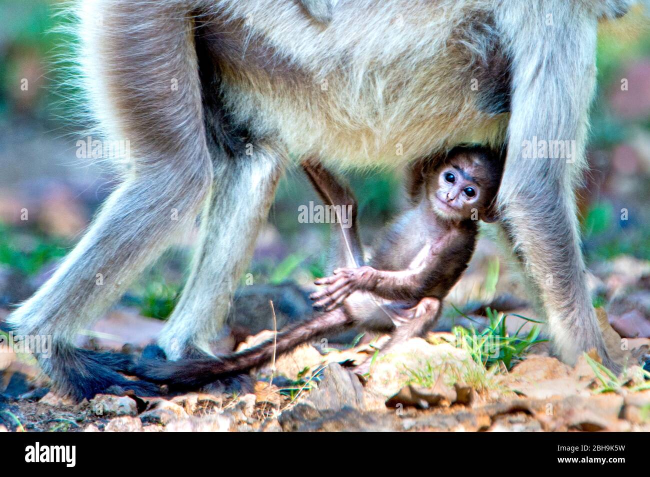 Langur monkey with offspring, India Stock Photo