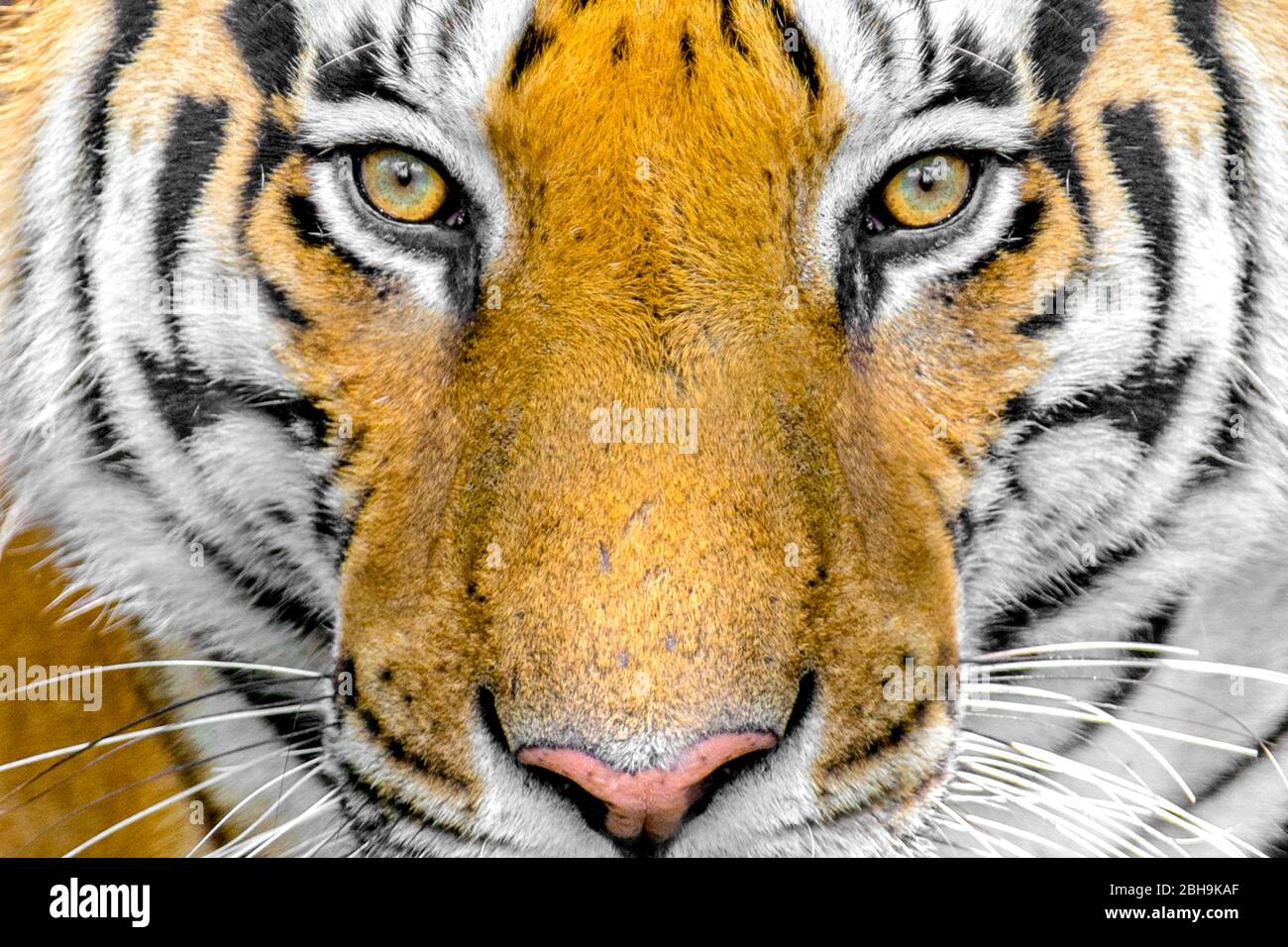Bengal tiger head close up, India Stock Photo