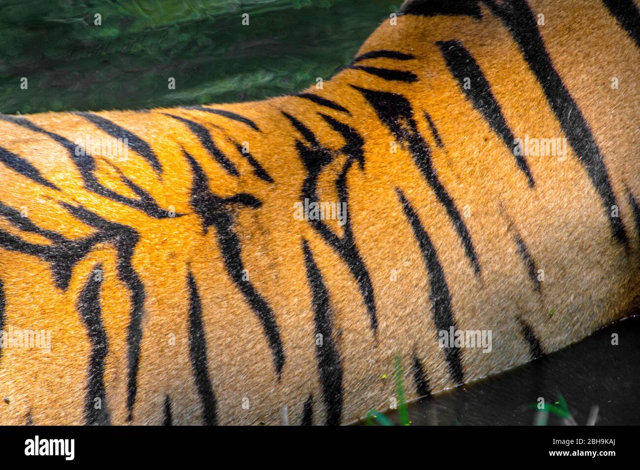 Bengal tiger back close up, India Stock Photo