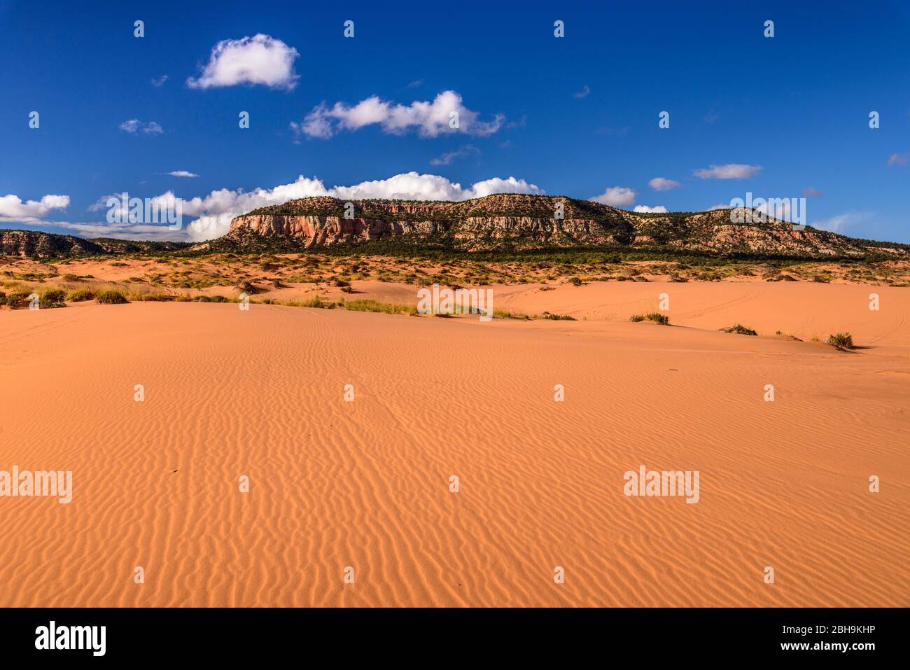 USA, Utah, Kane County, Kanab, Coral Pink Sand Dunes State Park, Second Dune Stock Photo