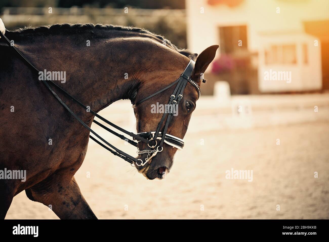 Equestrian sport. Dressage of horses in the arena. Portrait sports brown stallion in the double bridle. Stock Photo