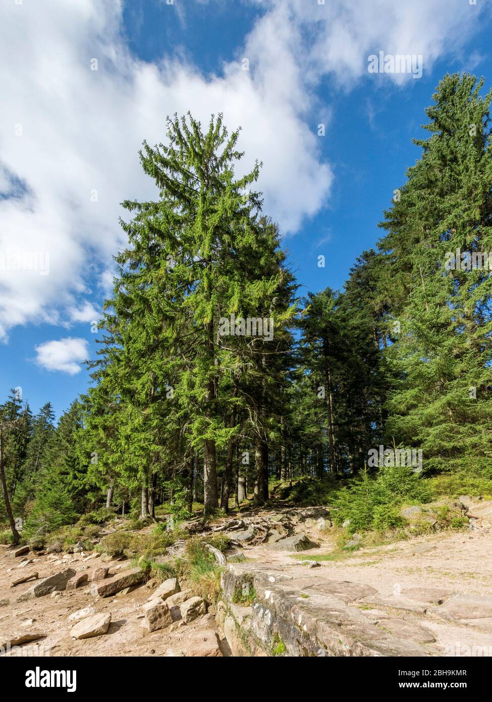 Germany, Baden-Wuerttemberg, Bad Rippoldsau-Schapbach, spruce forest on Glaswaldsee, lakeside, Norway spruce, Picea abies. Stock Photo