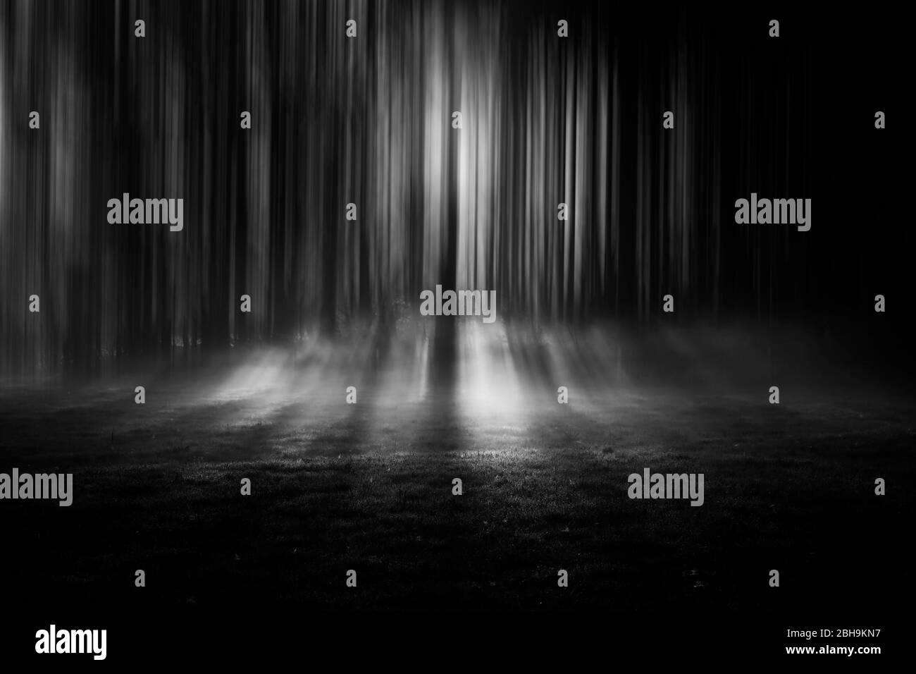 Mist Draw Mist at sunrise in spring with surreal edited trees Stock Photo - Alamy