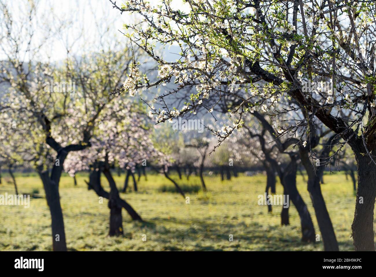 Blossoming almond trees on a plantation in Mallorca. Blooming almond trees in Mallorca foreground sharp, going backwards into sharpness Stock Photo