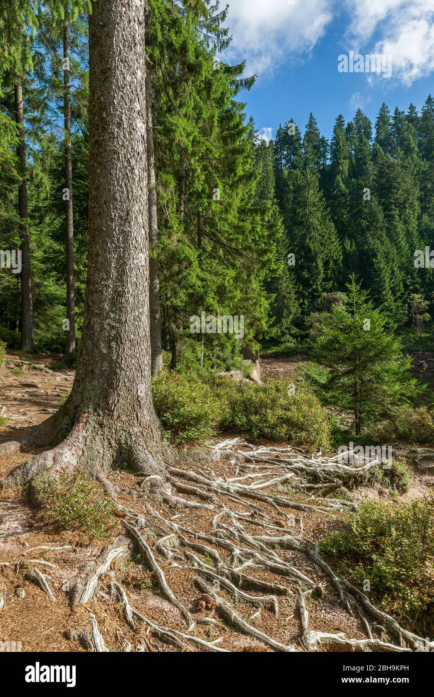 Germany, Baden-Wuerttemberg, Bad Rippoldsau-Schapbach, root system, root  system, root system of a spruce on Glaswaldsee, Norway spruce, Picea abies  Stock Photo - Alamy
