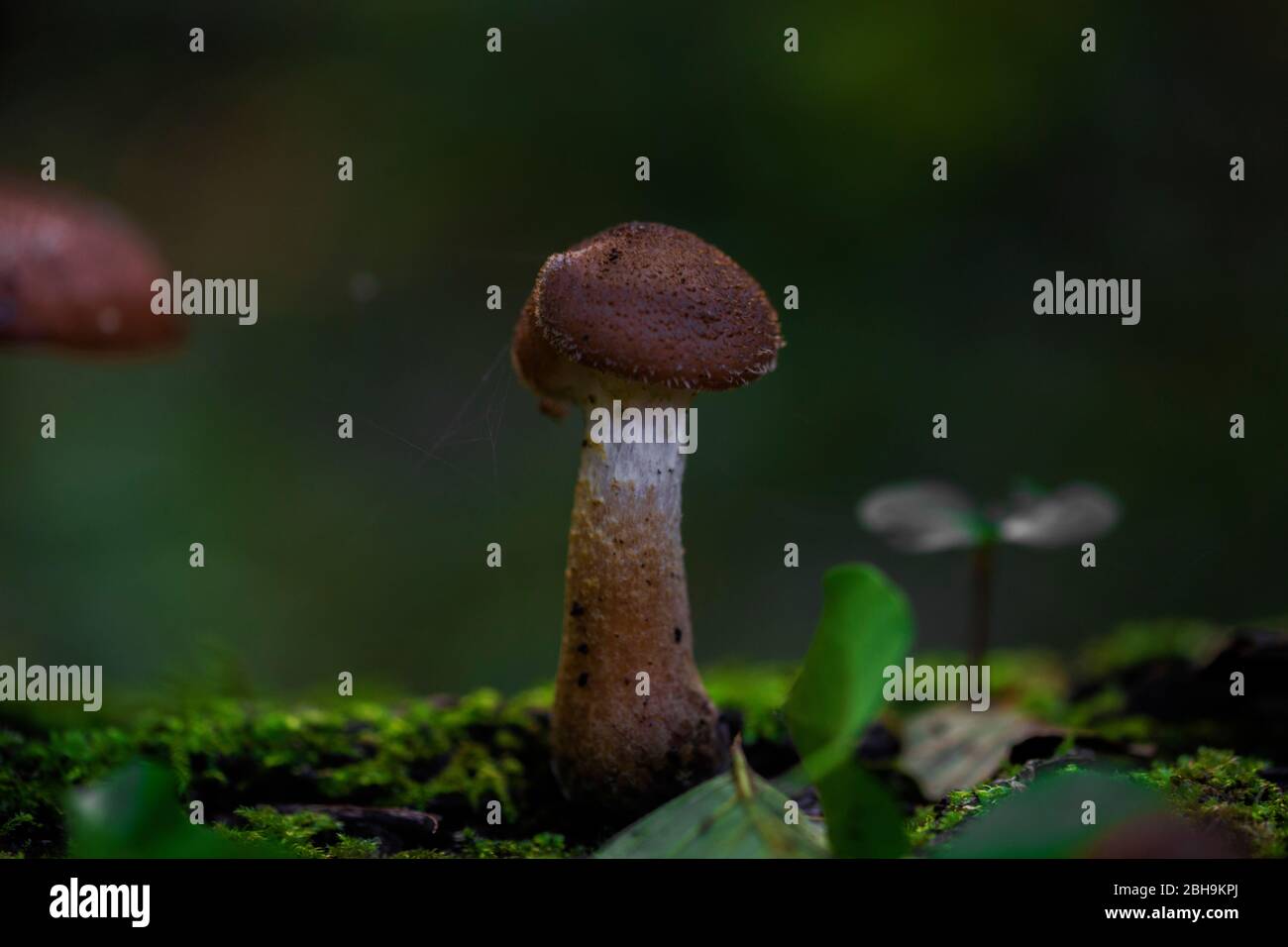 mushroom in the forest Stock Photo