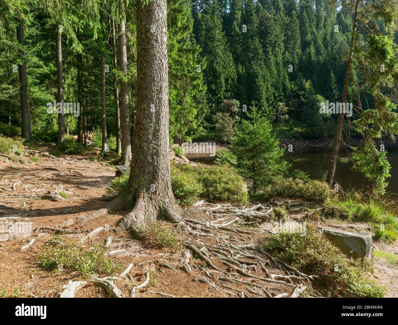 Germany, Baden-Wuerttemberg, Bad Rippoldsau-Schapbach, root system, root system, root system of a spruce on Glaswaldsee, Norway spruce, Picea abies. Stock Photo
