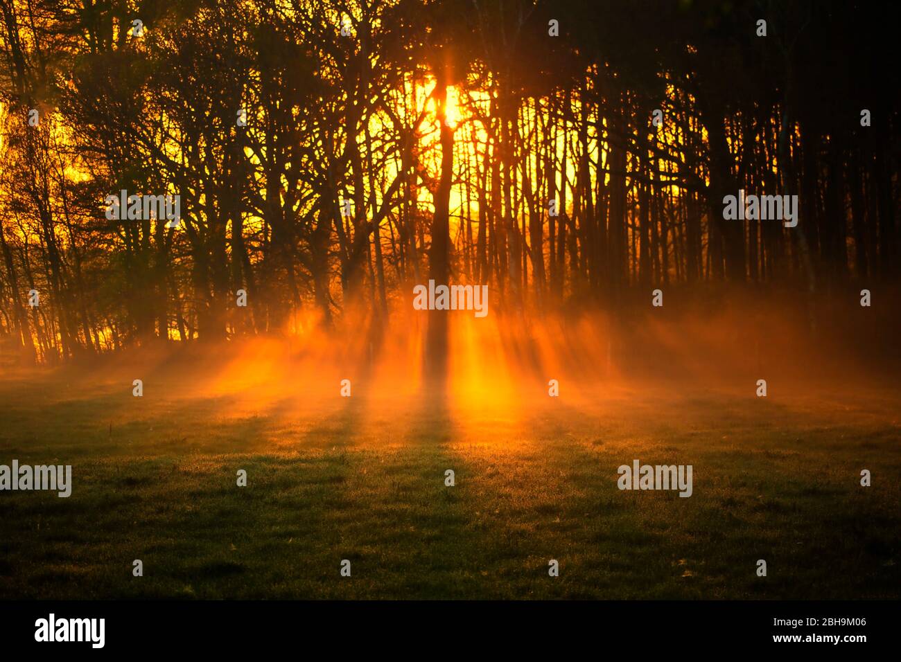 trees, mist at sunrise in spring Stock Photo