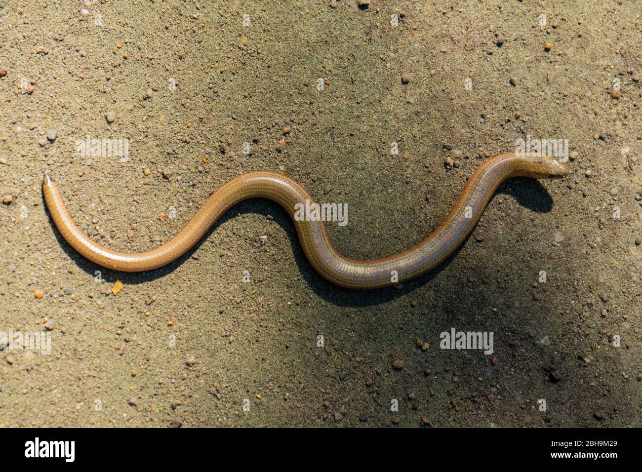 blindworm sunning itself on a sandy road in the forest Stock Photo