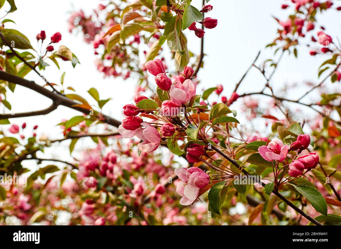 Blossoming red flowers and leaves of the paradise apple trees.Flowering
