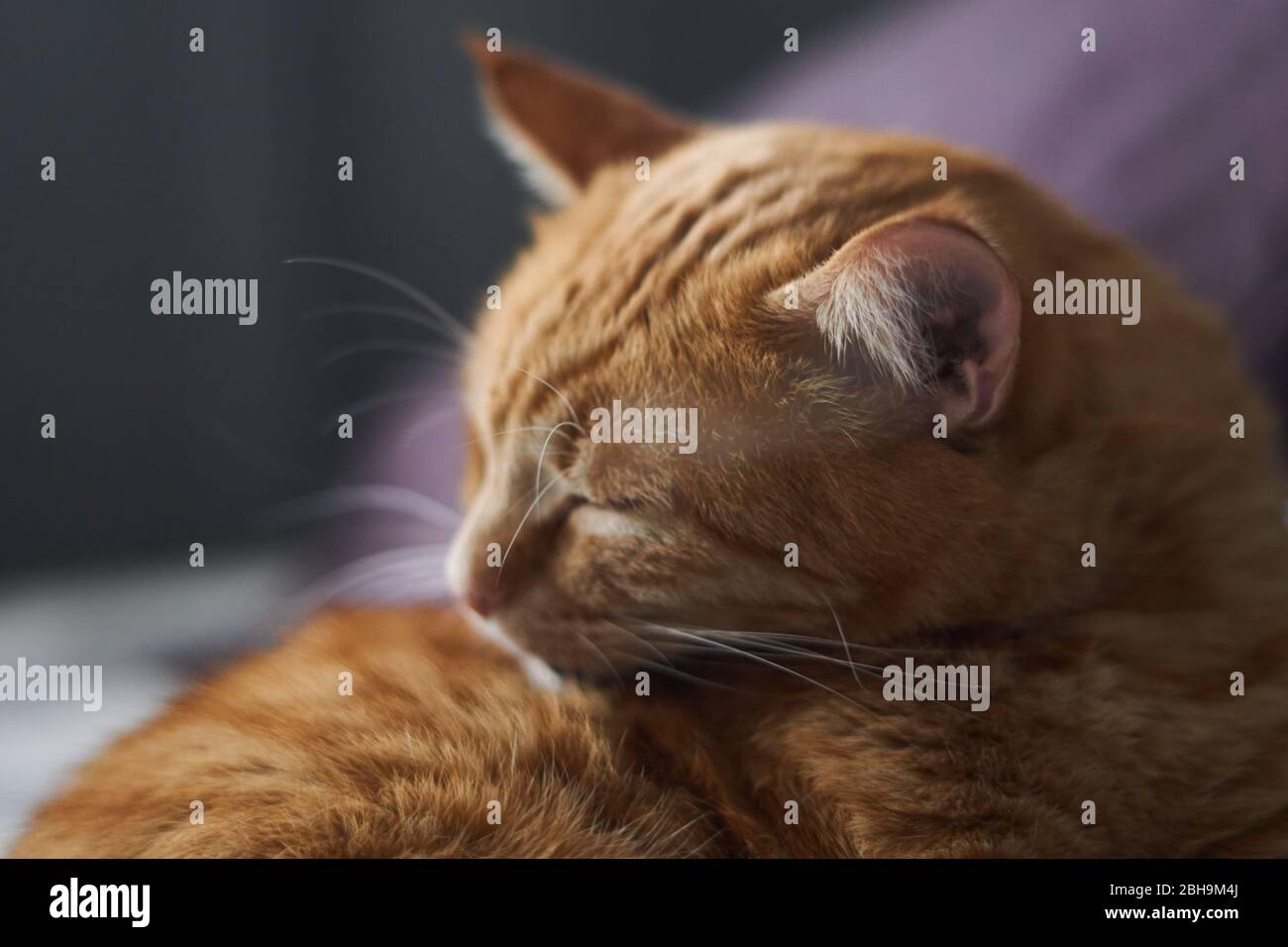 Relaxing ginger tabby cat licks the hair, washes himself in relaxing mode. Calmness and tranquility concept. Stock Photo