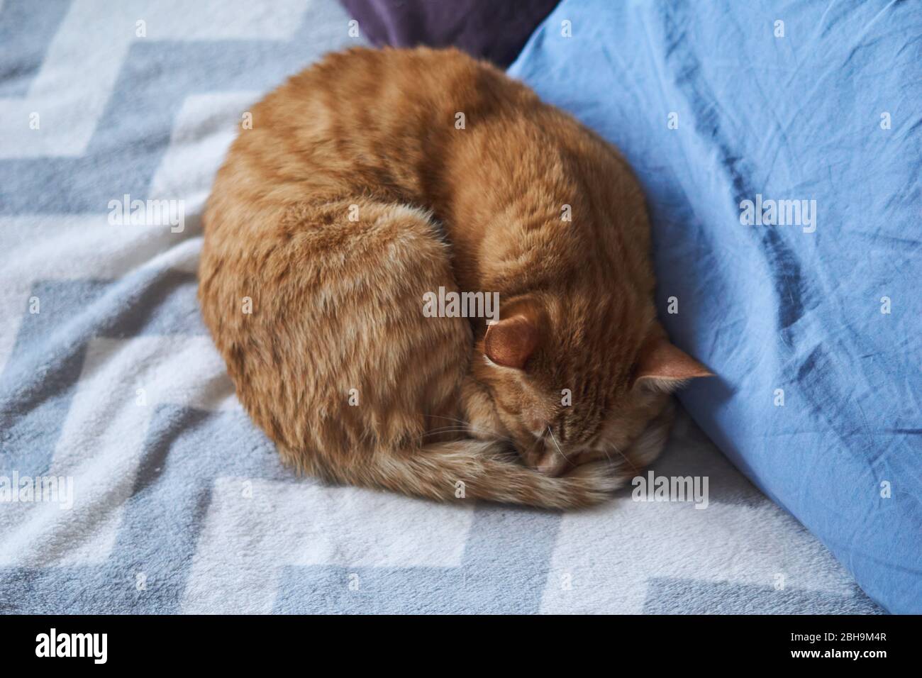 Ginger cat lies on a bed with pillows. Fluffy pet is doing to sleep there. A ginger tabby cat lying curled up, sleeping. Concept of relaxation, calmne Stock Photo