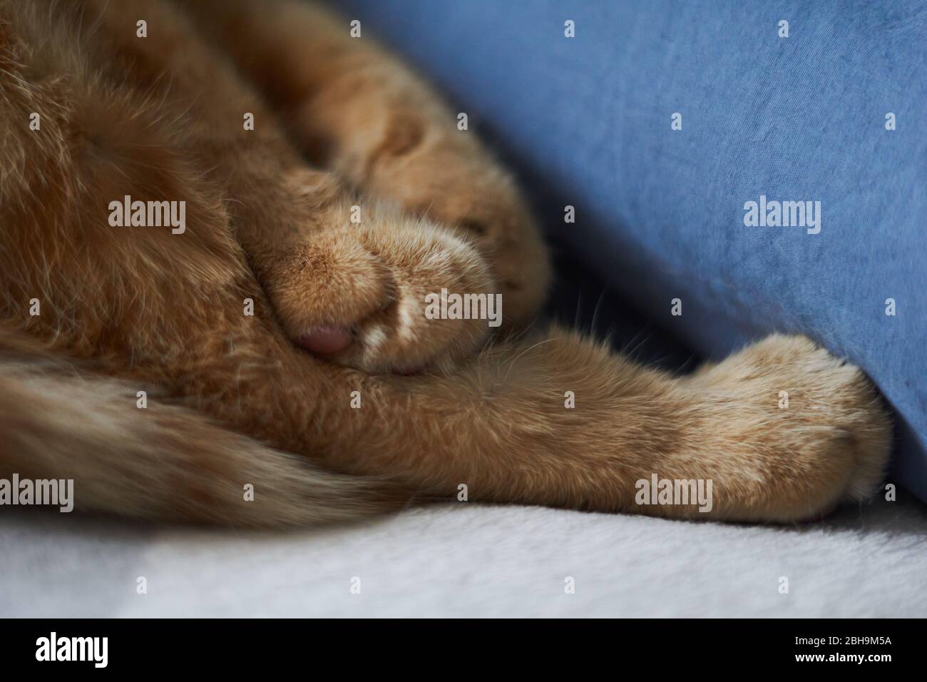 Closeup paw of a ginger cat on a white background, on a white blanket and blue pillow Stock Photo