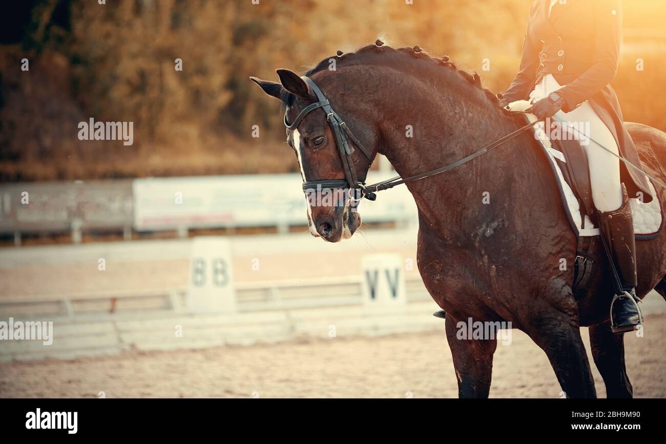 Equestrian sport. Portrait sports brown stallion in the bridle. Dressage of horses in the arena. Stock Photo
